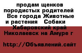 продам щенков породистых родителей - Все города Животные и растения » Собаки   . Хабаровский край,Николаевск-на-Амуре г.